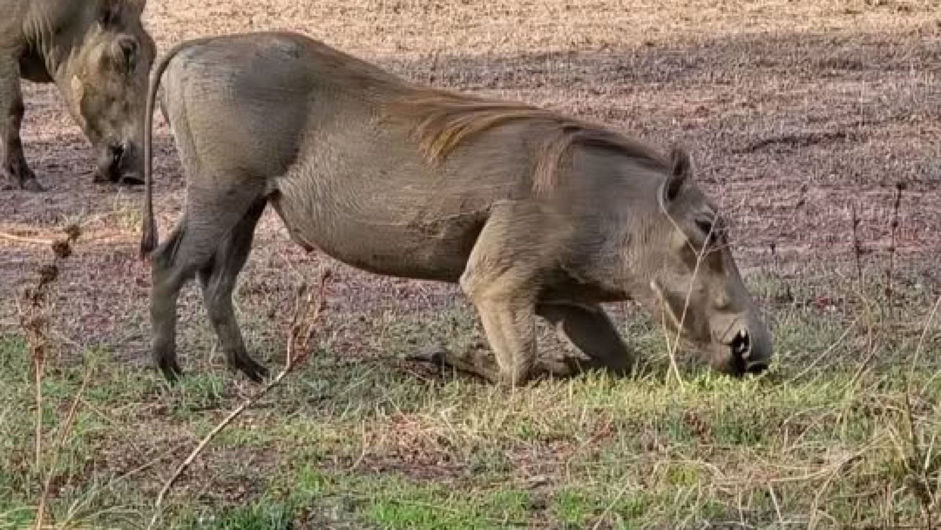 3-Day Udzungwa Hiking & Mikumi Game Drive Adventure