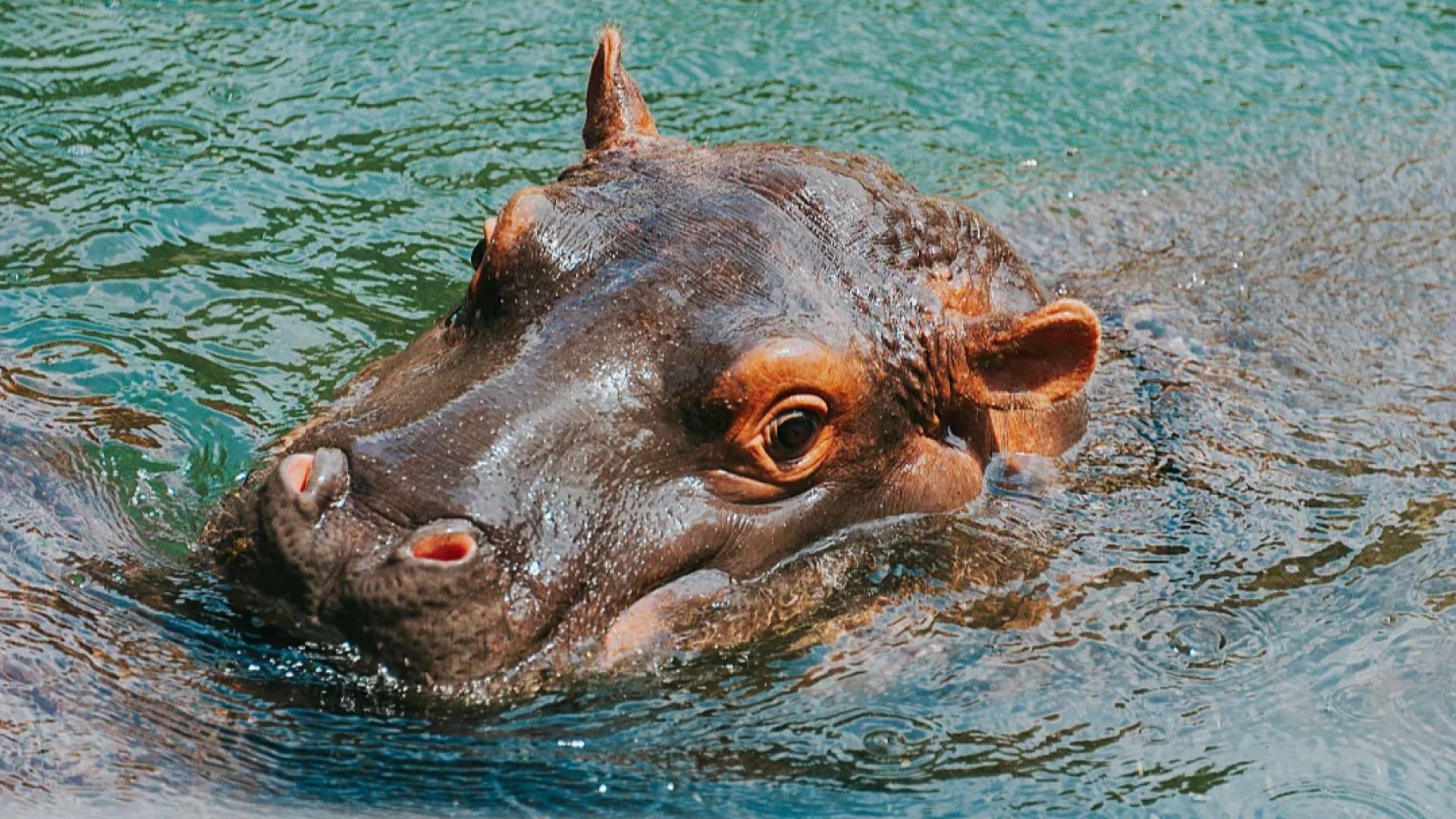 3 Days Saadani National Park Safari: Bush, Boat & Beach