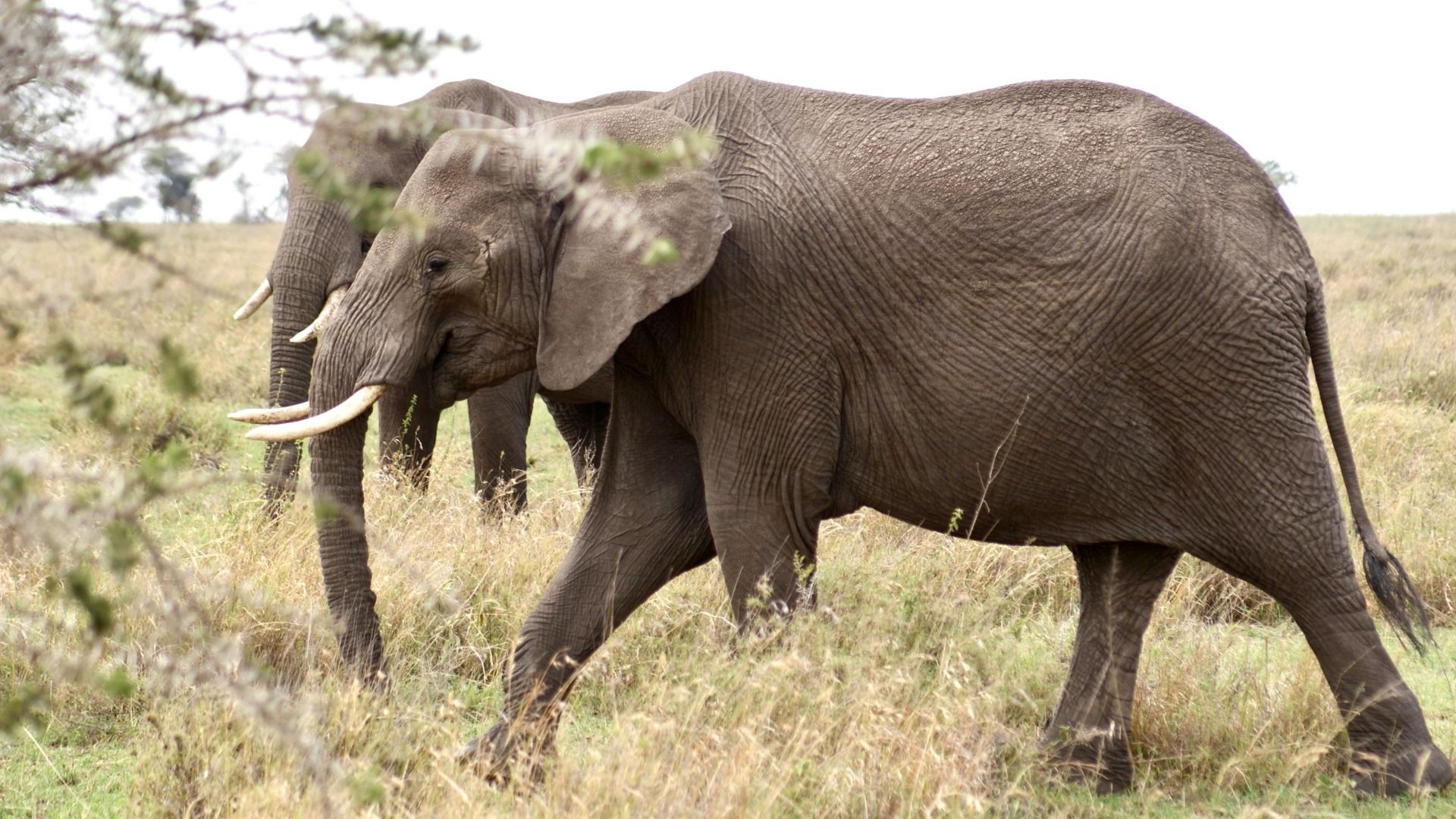 3 Days Saadani National Park Safari: Bush, Boat & Beach