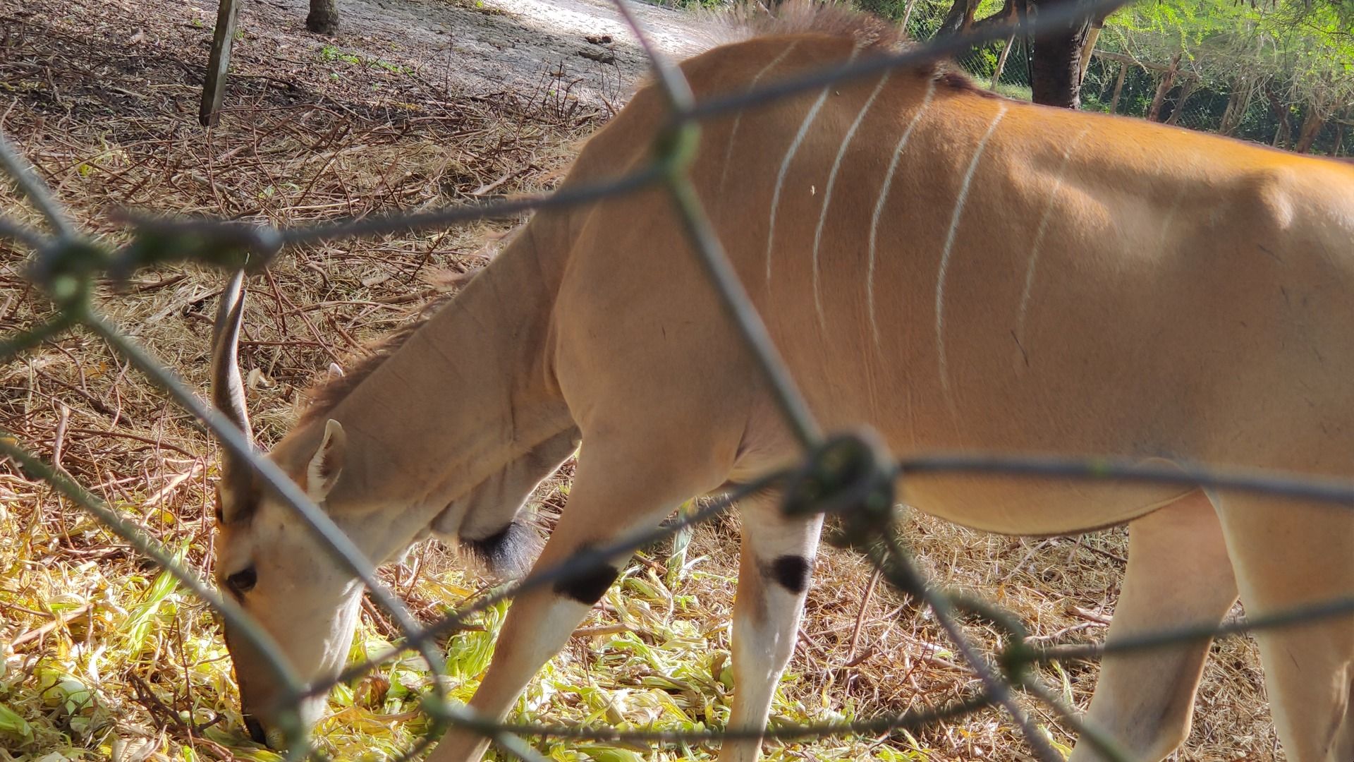 Dar es Salaam Zoo Nature & Wildlife Day Experience