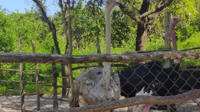 Dar es Salaam Zoo Nature & Wildlife Day Experience