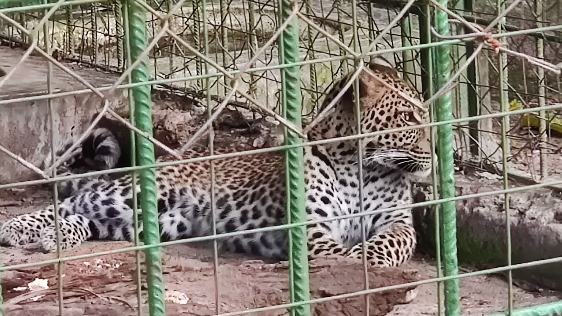 Dar es Salaam Zoo Nature & Wildlife Day Experience