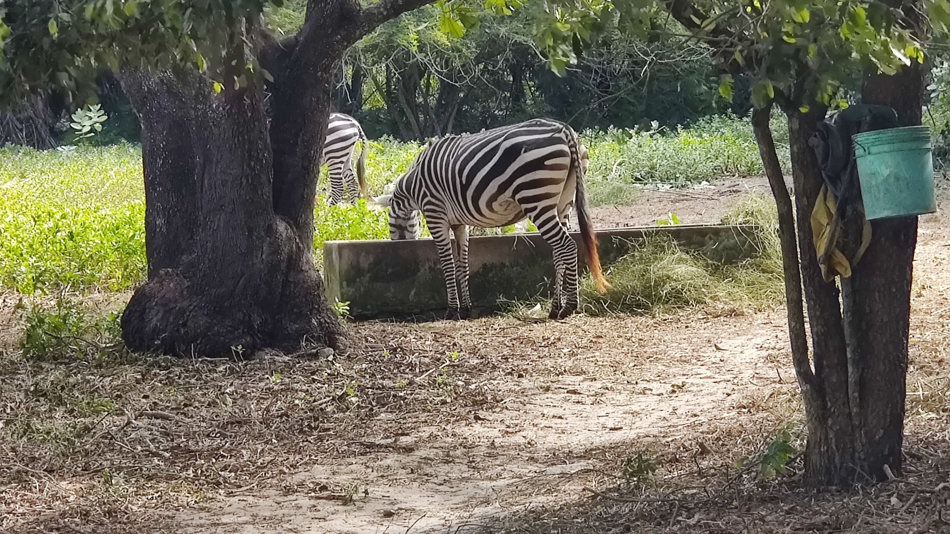 Dar es Salaam Zoo Nature & Wildlife Day Experience