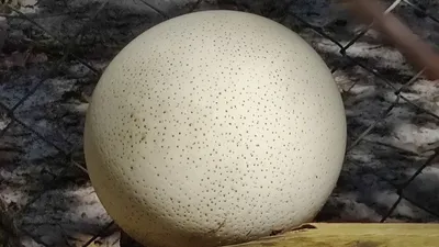 Dar es Salaam Zoo Nature & Wildlife Day Experience