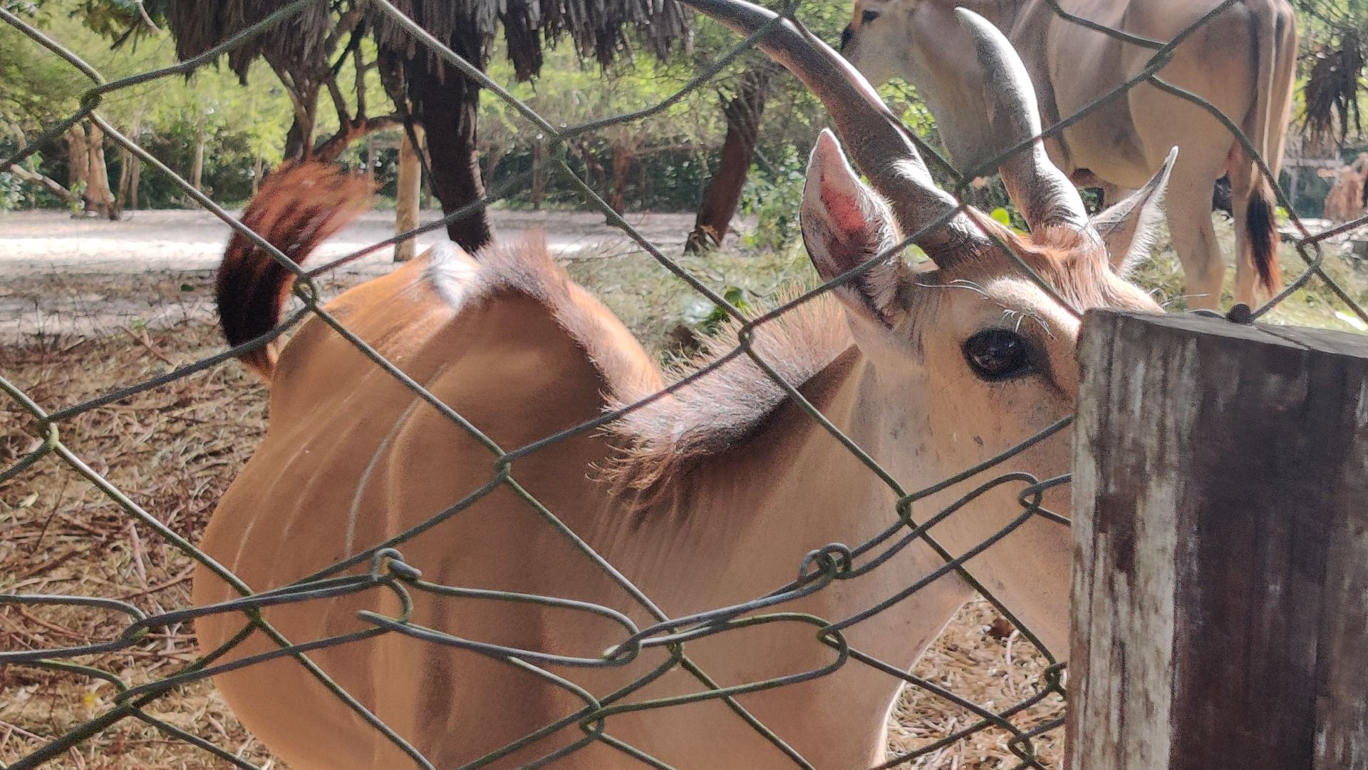 Dar es Salaam Zoo Nature & Wildlife Day Experience