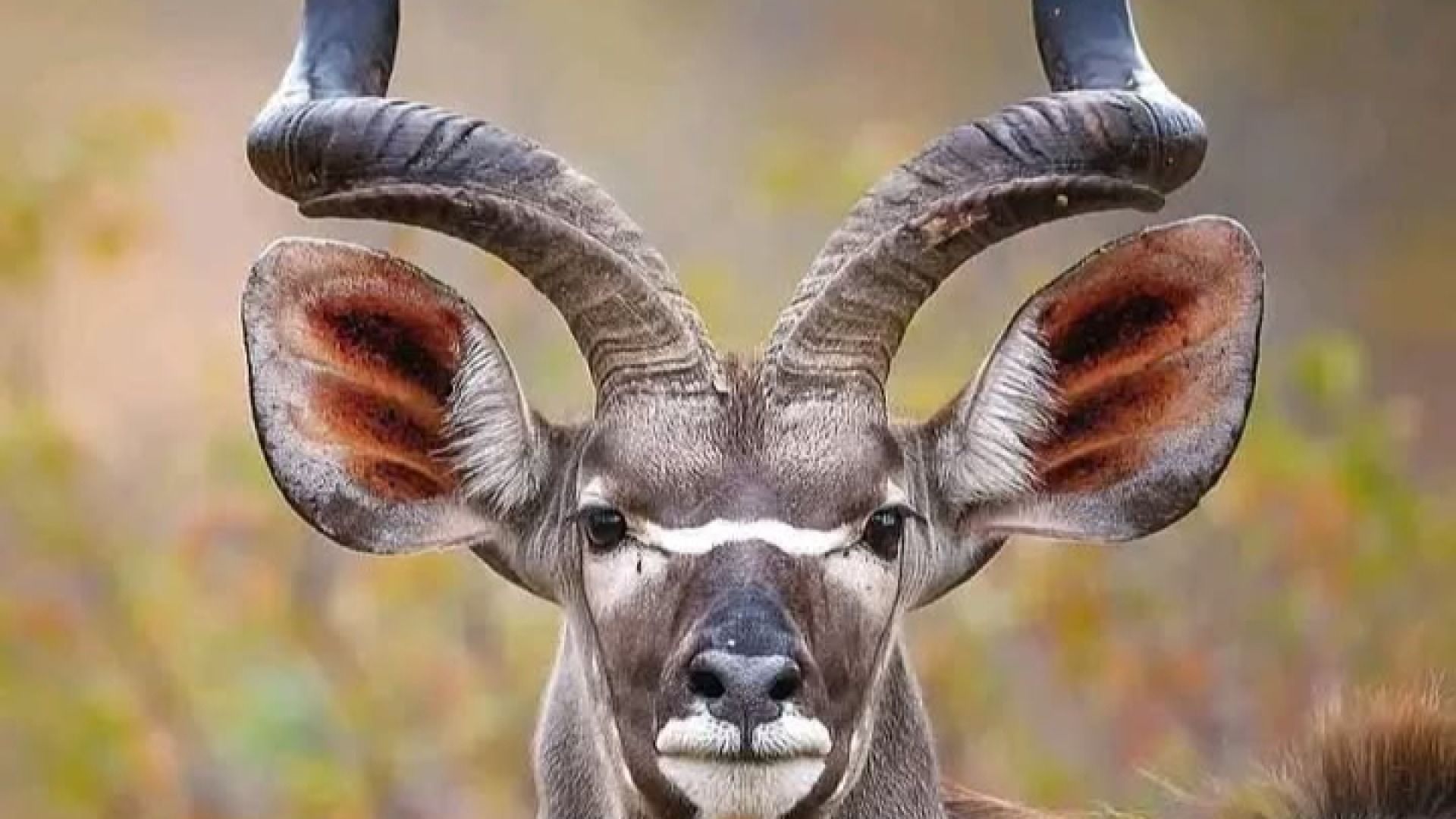 4 Days in Ruaha: Wildlife, Nature & Culture