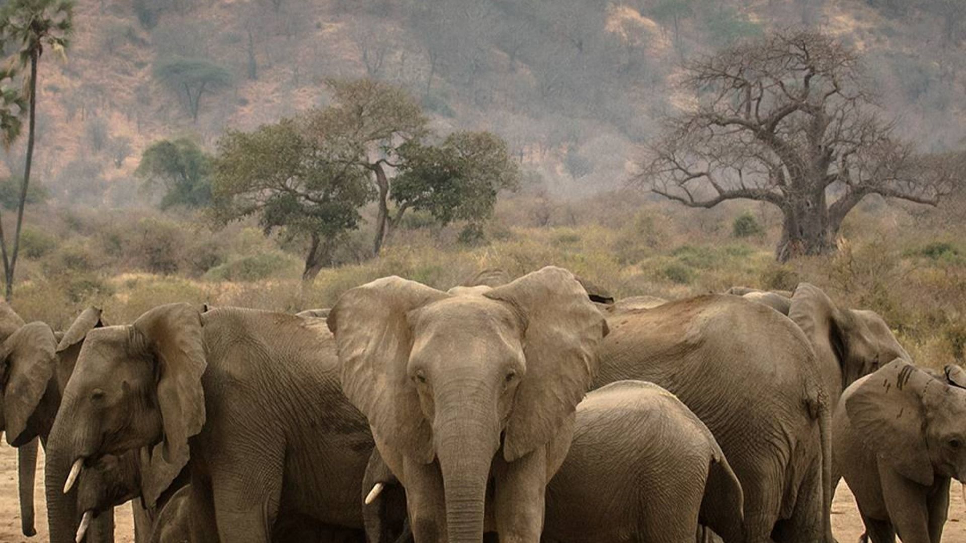 4 Days in Ruaha: Wildlife, Nature & Culture