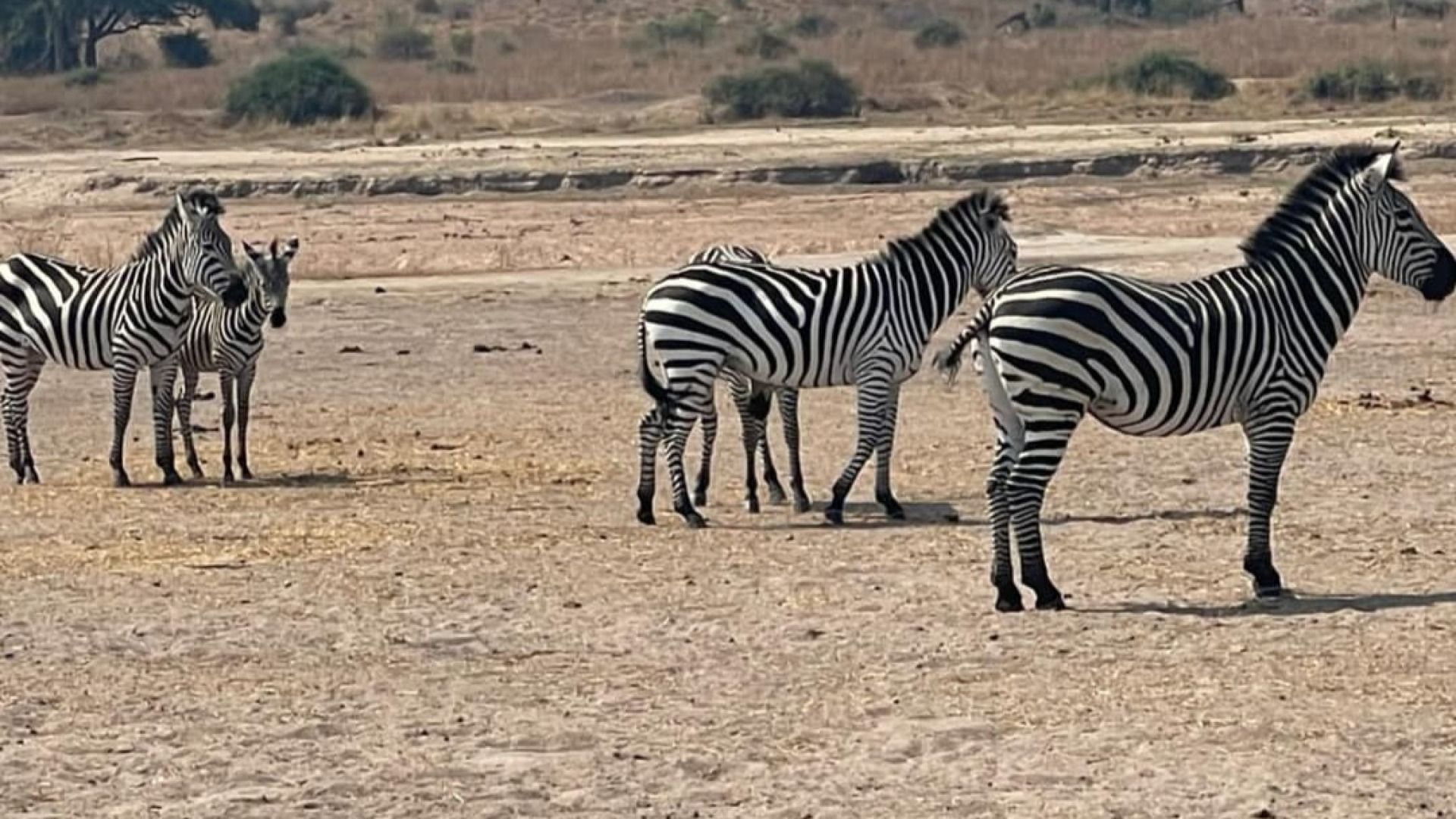 4 Days in Ruaha: Wildlife, Nature & Culture