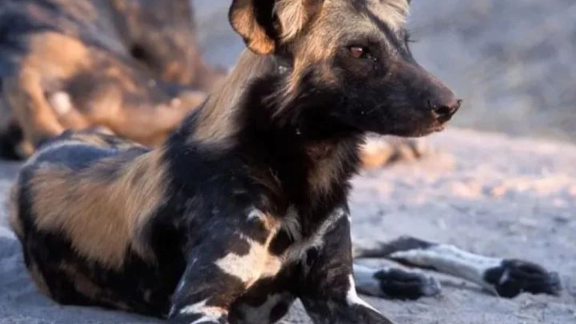 4 Days in Ruaha: Wildlife, Nature & Culture