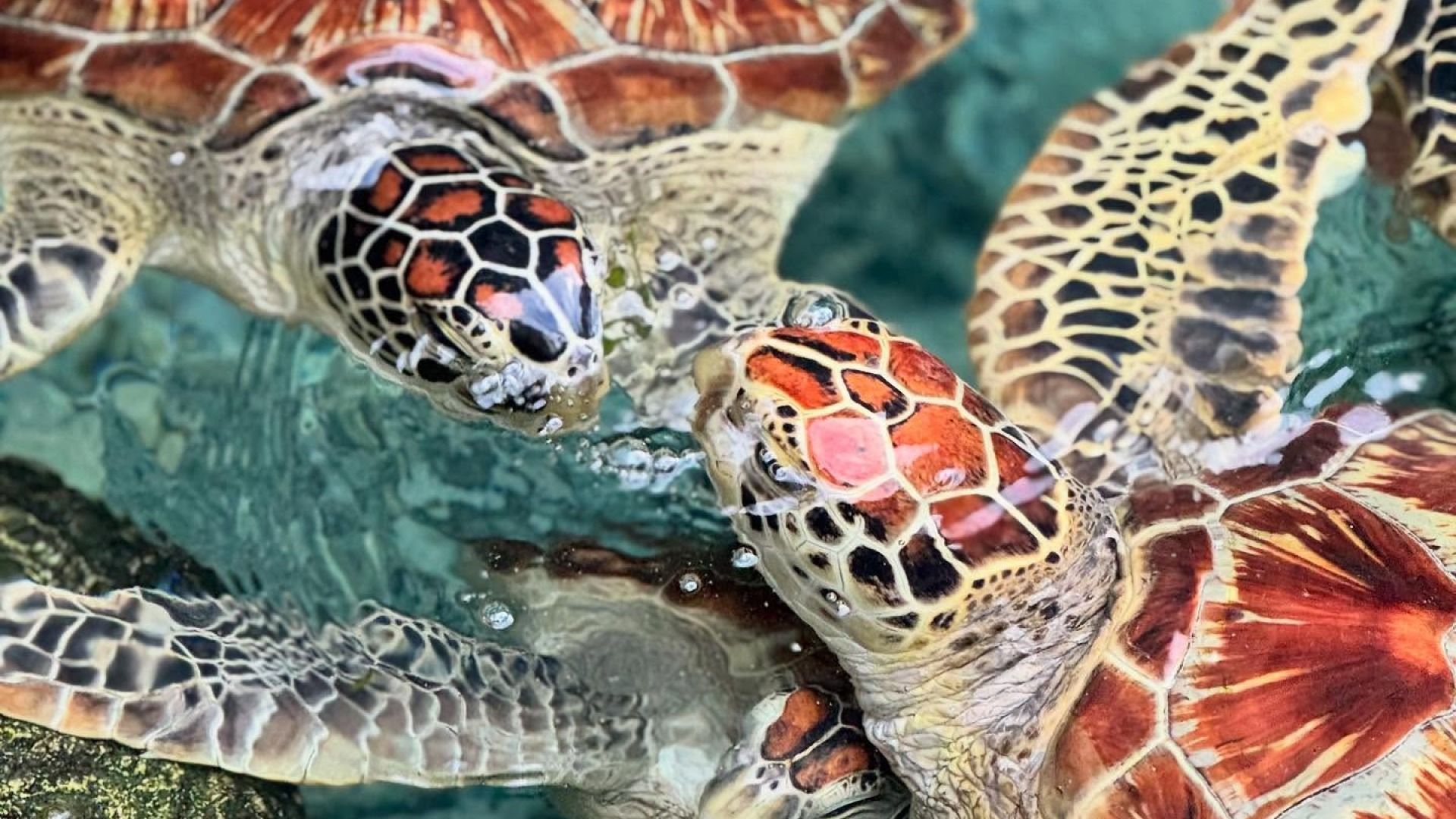 Zanzibar Cultural & Adventure Vacation Package