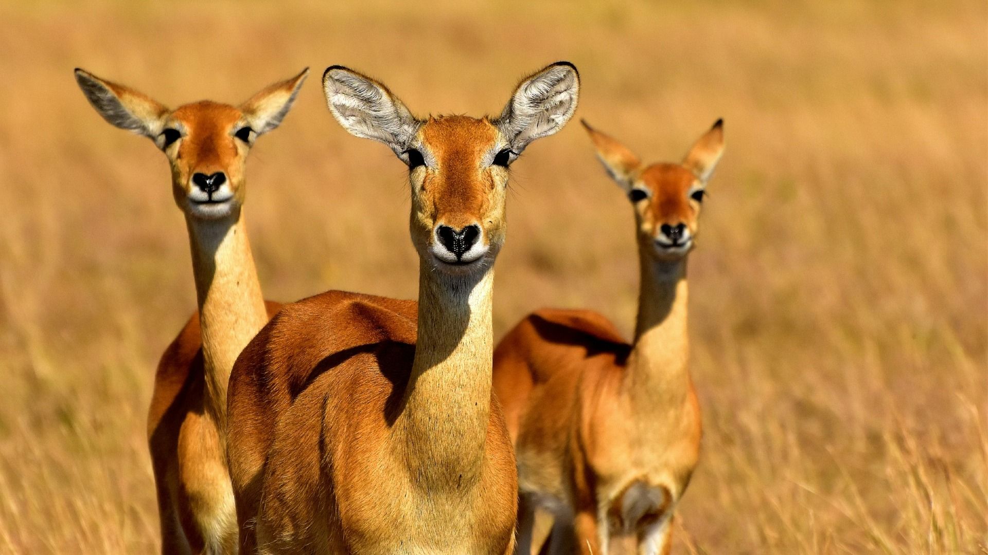 5-DAY UGANDA GORILLA, CHIMPANZEE AND GAME DRIVE SAFARI