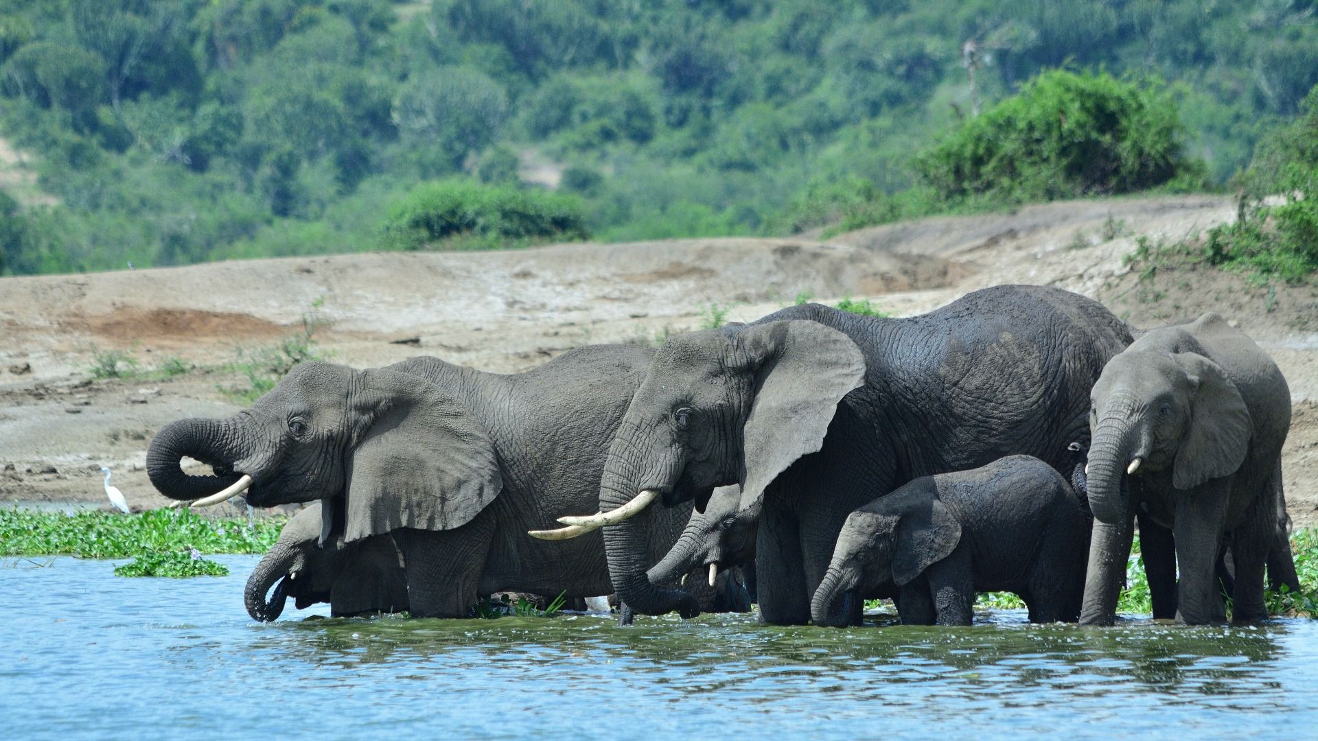 5-DAY UGANDA GORILLA, CHIMPANZEE AND GAME DRIVE SAFARI