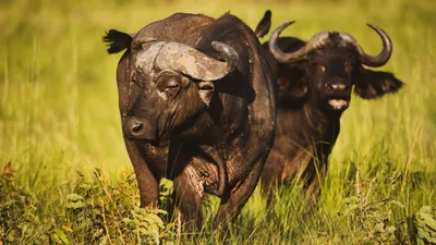 5-DAY UGANDA GORILLA, CHIMPANZEE AND GAME DRIVE SAFARI