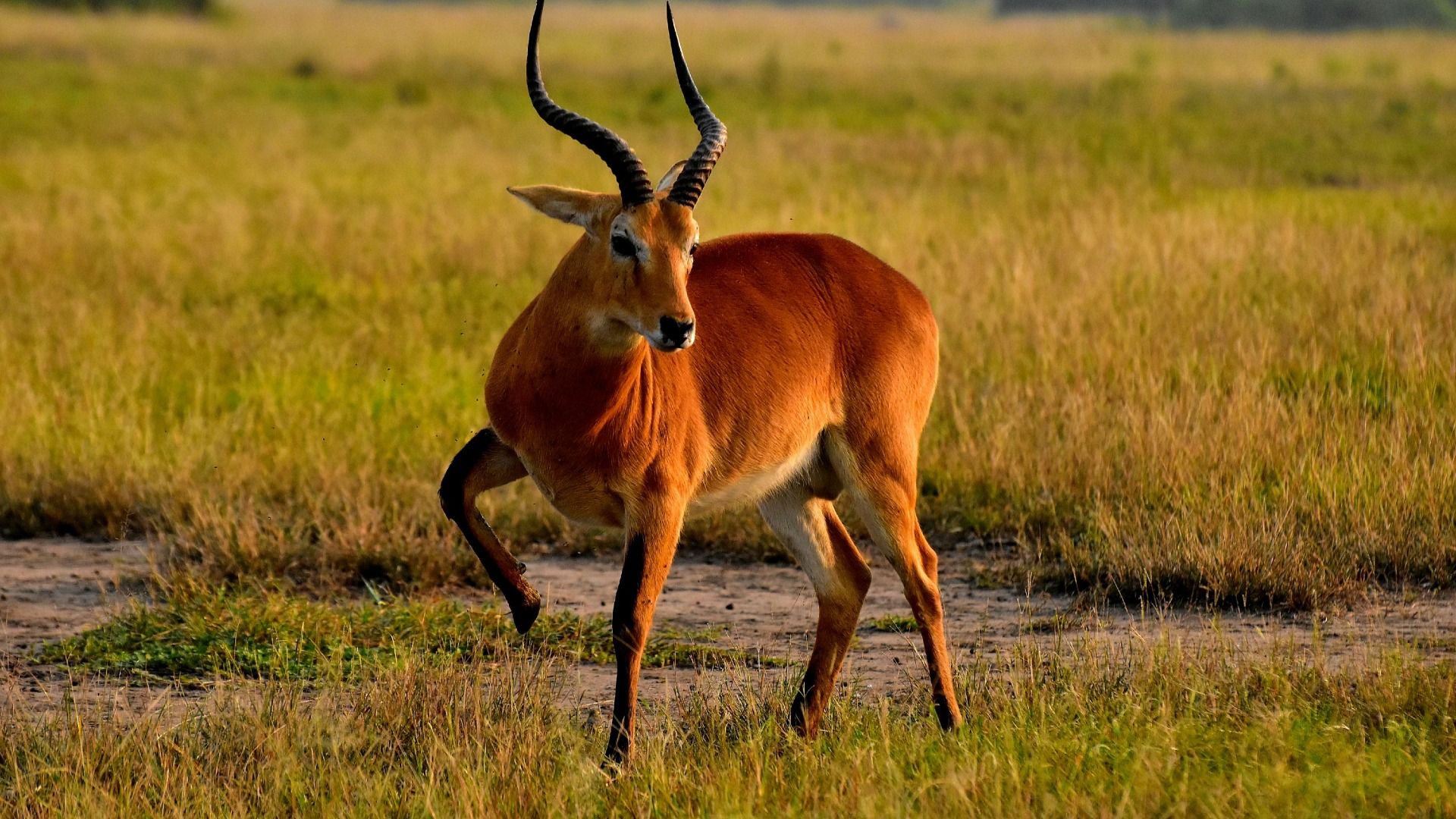 5-DAY UGANDA GORILLA, CHIMPANZEE AND GAME DRIVE SAFARI