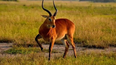 5-DAY UGANDA GORILLA, CHIMPANZEE AND GAME DRIVE SAFARI