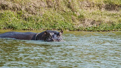 5-DAY UGANDA GORILLA, CHIMPANZEE AND GAME DRIVE SAFARI