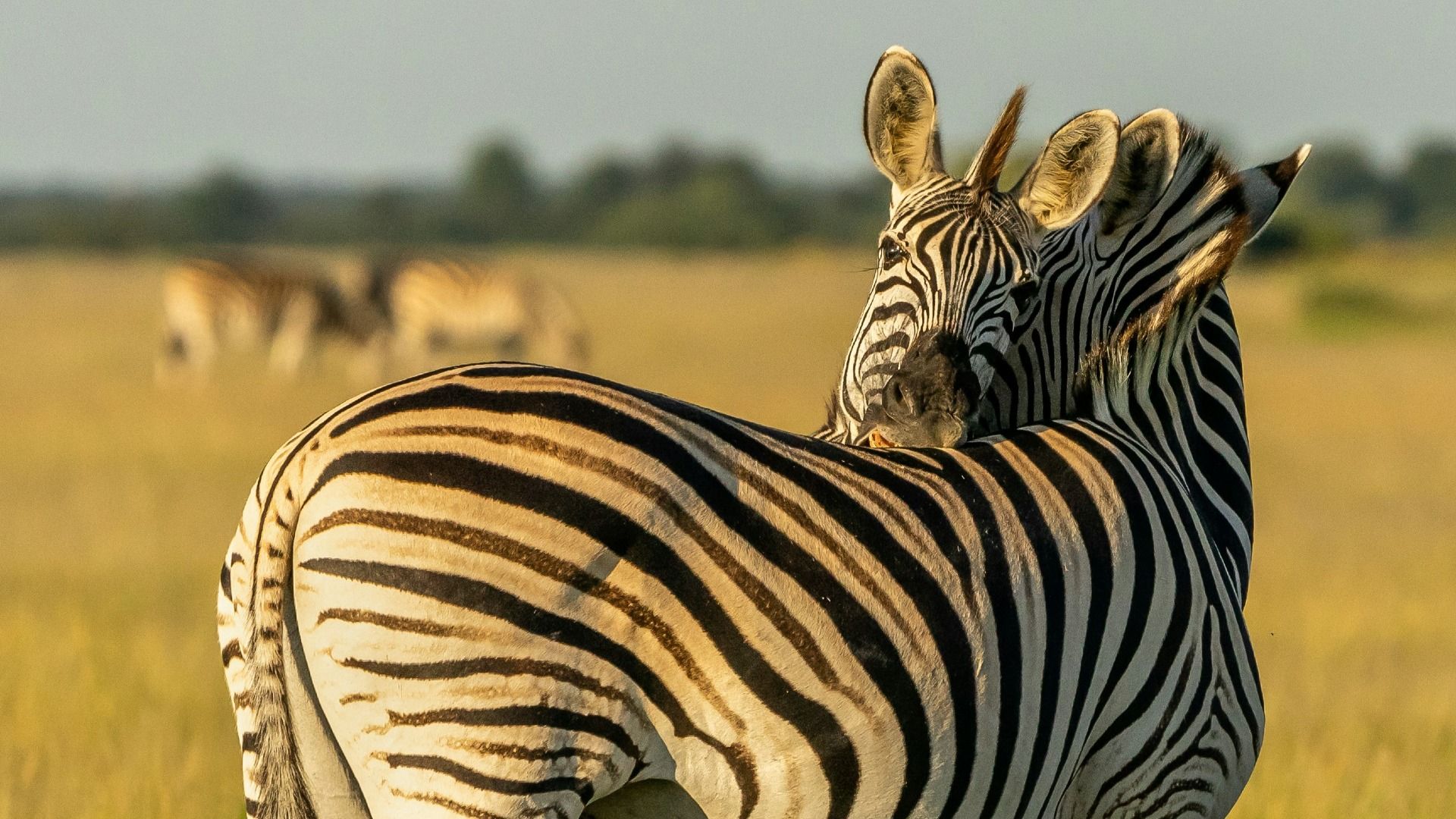 Miracle Rivers Botswana Safari – 7 Days, 6 Nights