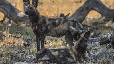 Miracle Rivers Botswana Safari – 7 Days, 6 Nights