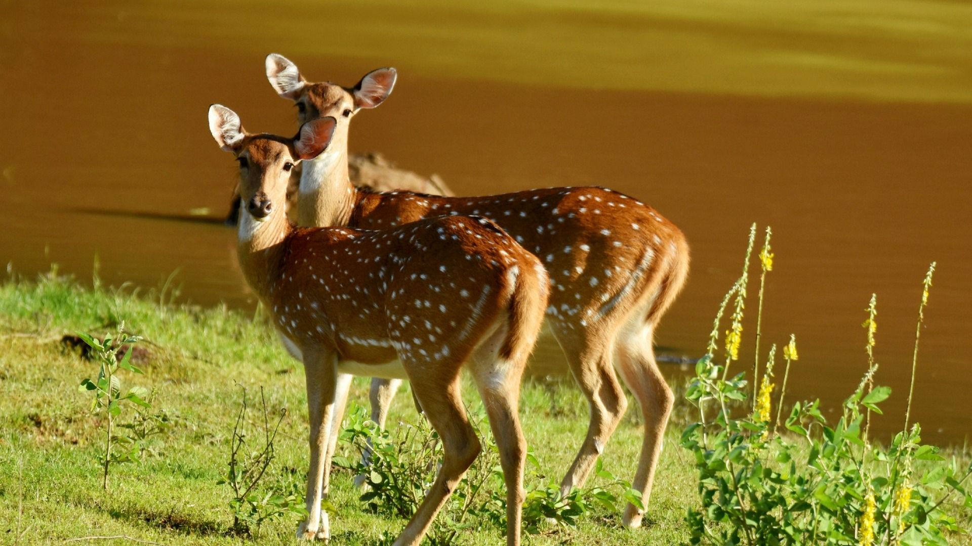 Sri Lanka Wildlife Adventure – Yala National Park Day Tour