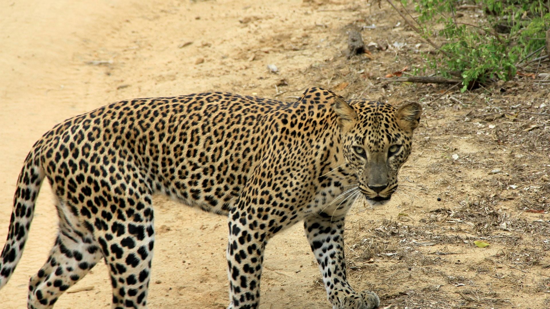 Sri Lanka Wildlife Adventure – Yala National Park Day Tour