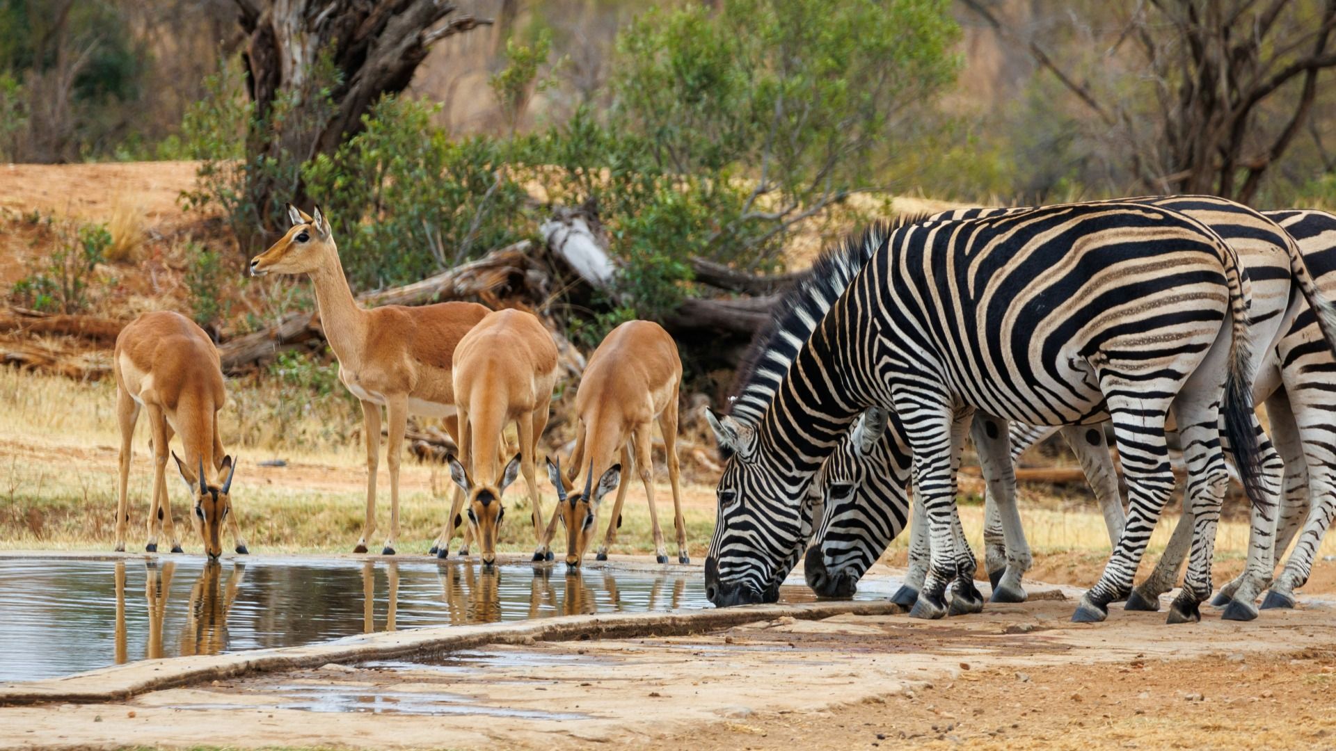 SOUTH AFRICA 4-DAY KRUGER NATIONAL PARK SAFARI 