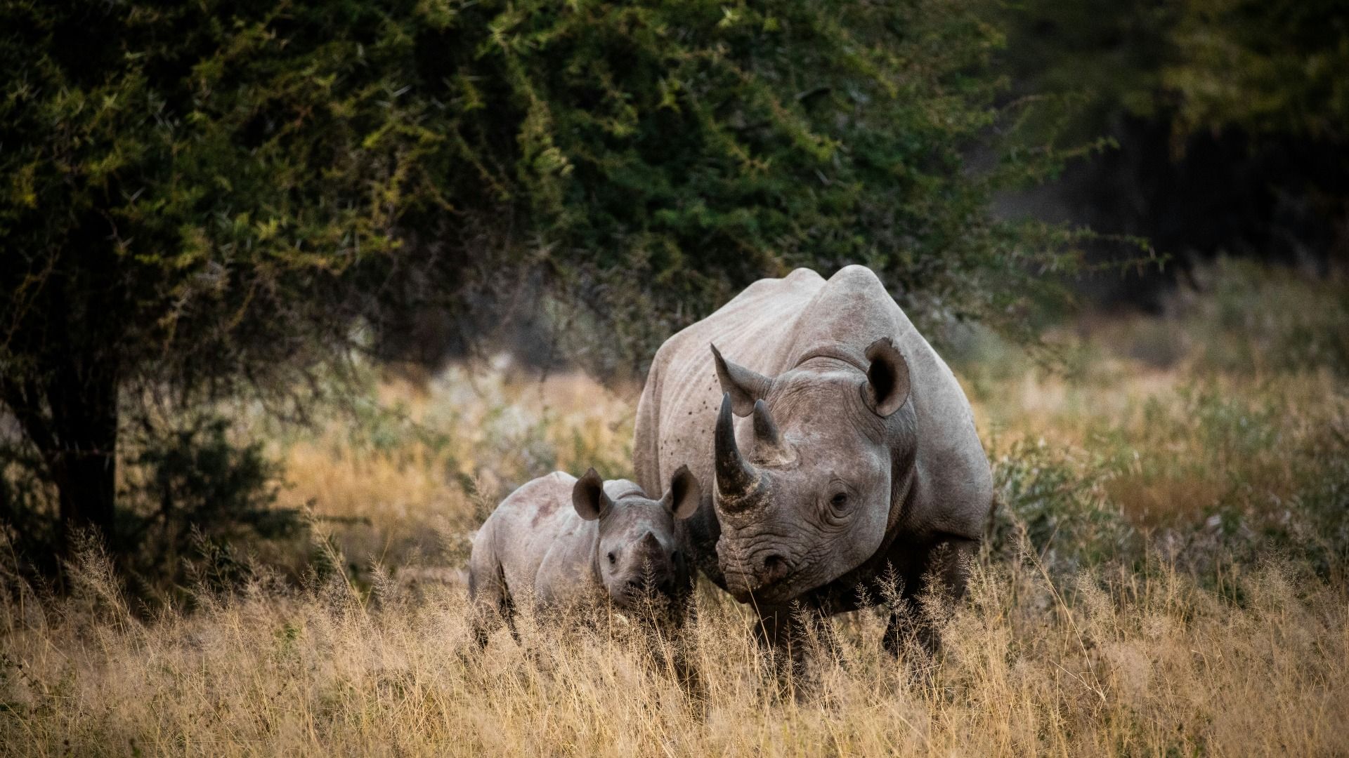 SOUTH AFRICA 4-DAY KRUGER NATIONAL PARK SAFARI 