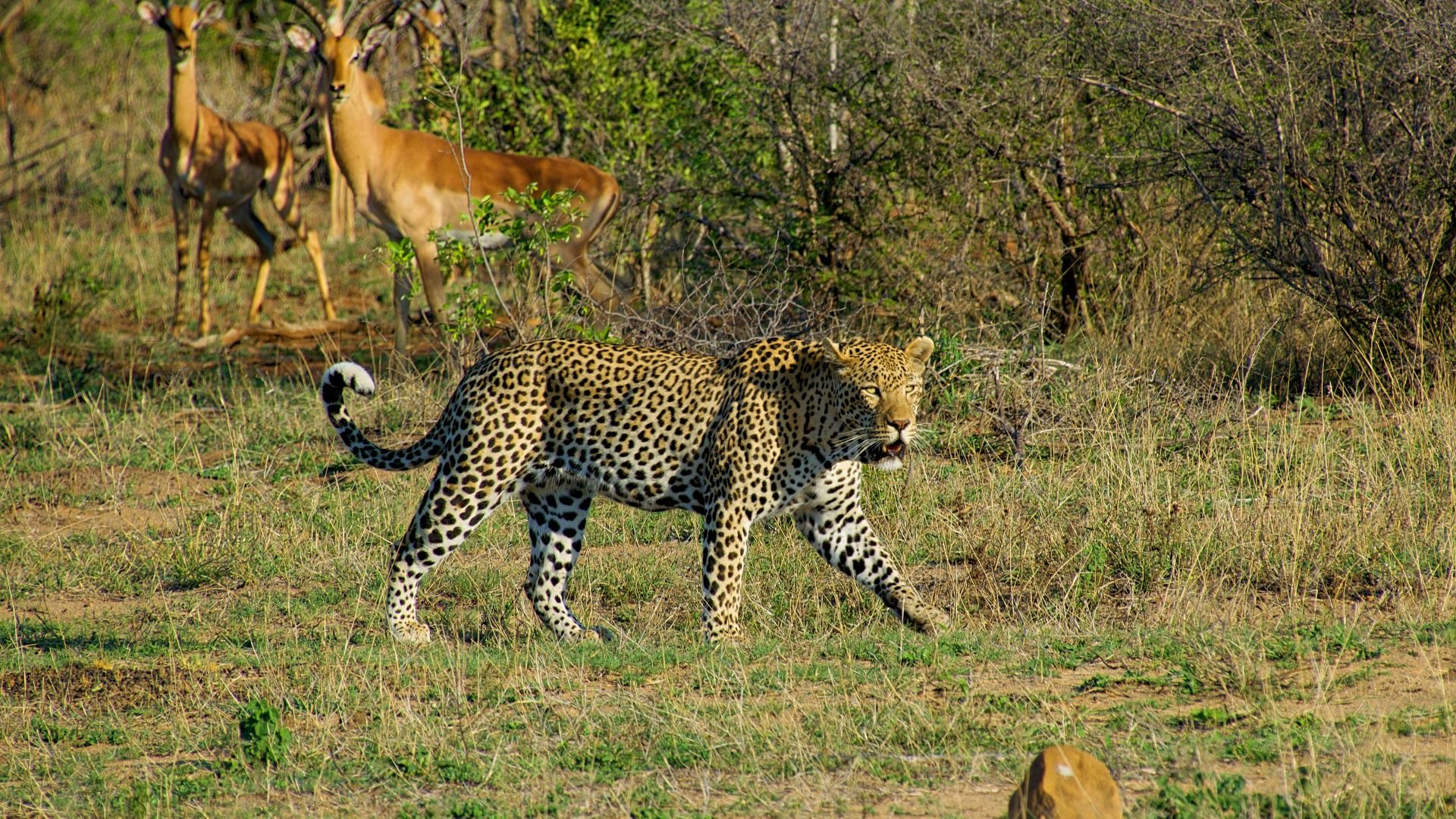 SOUTH AFRICA 4-DAY KRUGER NATIONAL PARK SAFARI 