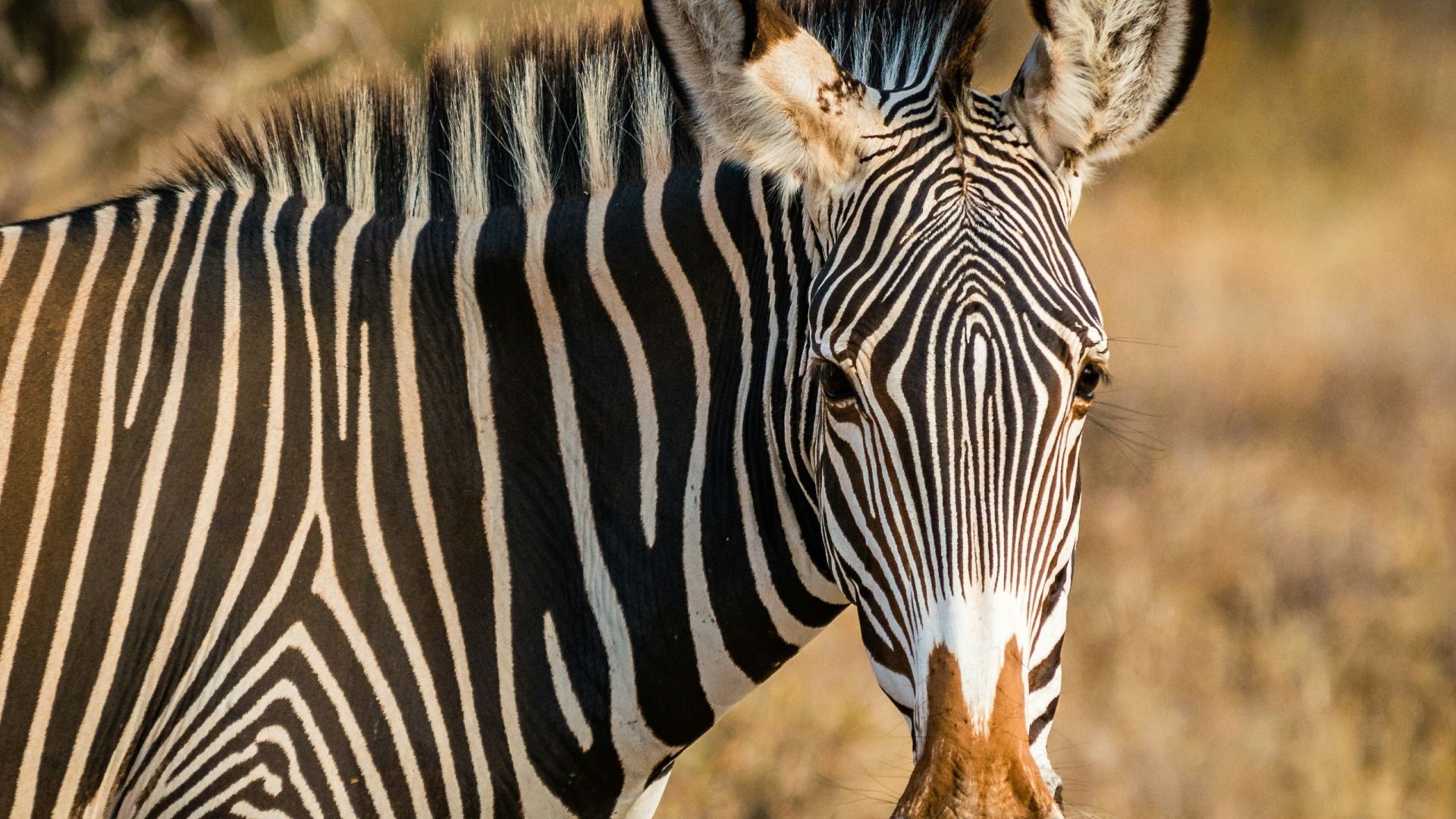 KENYA SAFARI ADVENTURE – 8 Days, 7 Nights Samburu & Maasai Mara