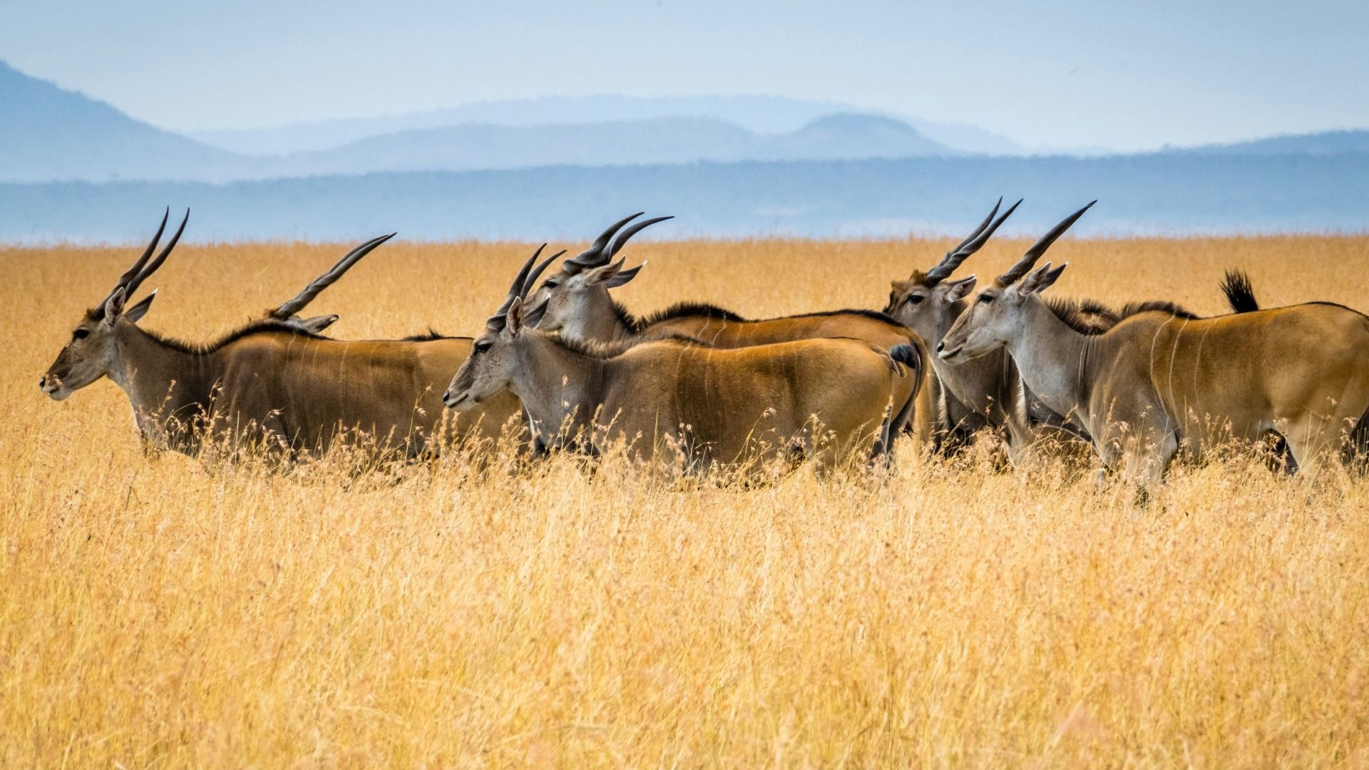 KENYA SAFARI ADVENTURE – 7Days, 6 Nights Samburu & Maasai Mara