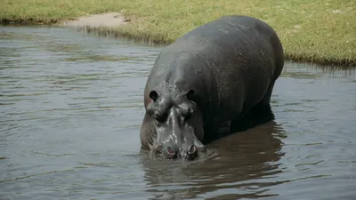 Botswana: 2-Day Chobe National Park Camping Safari 