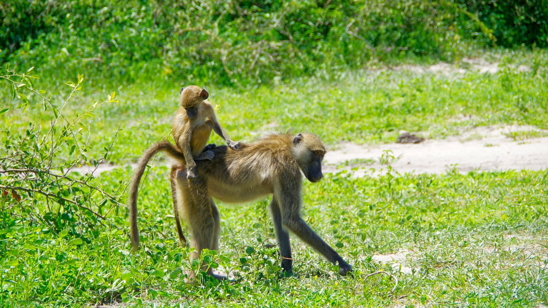 Botswana: 2-Day Chobe National Park Camping Safari 