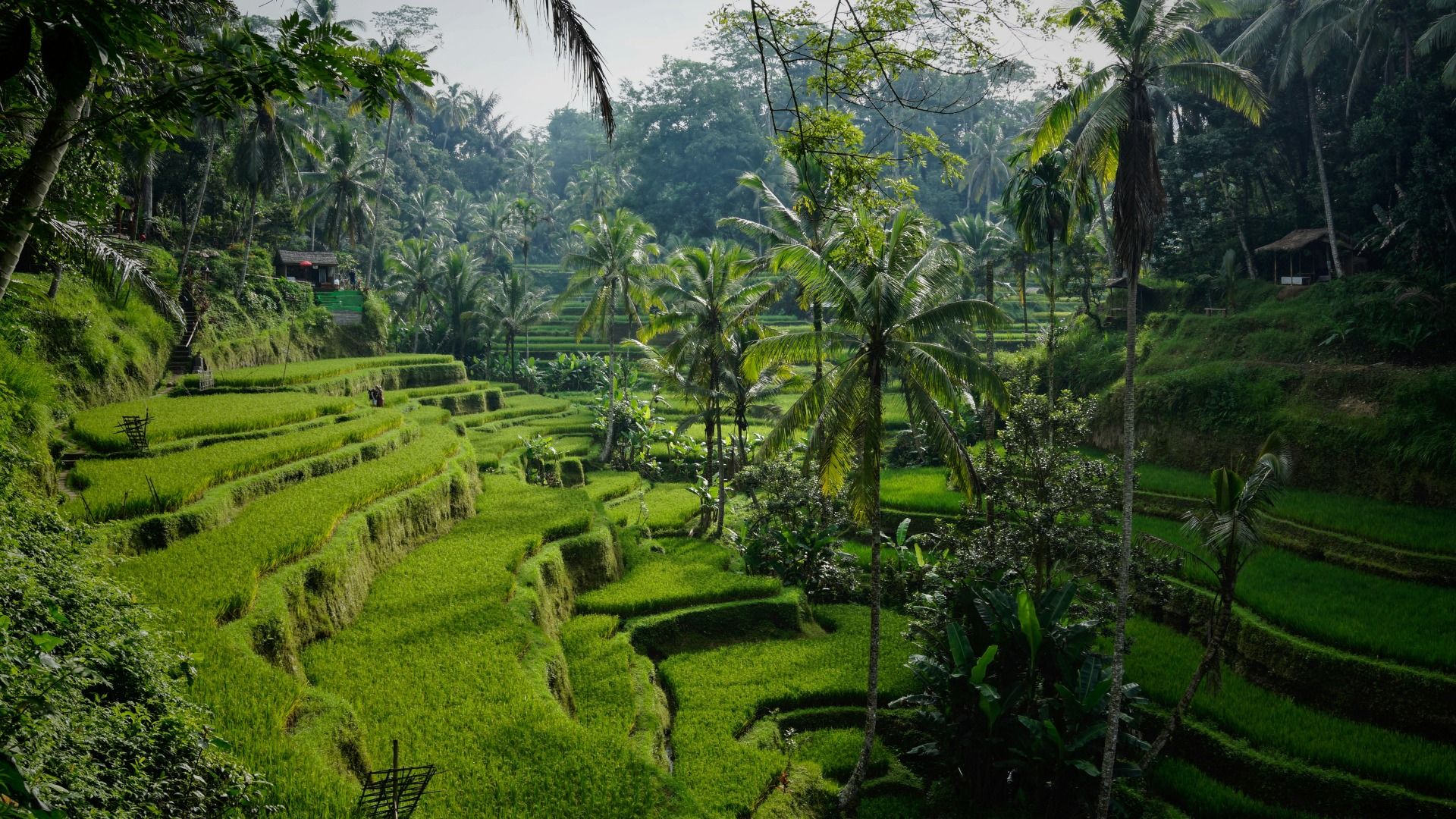 Bali Discovery Tour: 6 Days of Culture, Adventure & Relaxation (Indonesia) 