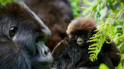 Rwanda: 3-Day Gorilla Trekking, Culture & Lake Kivu Experience