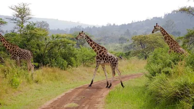 RUVU WILDLIFE PARK