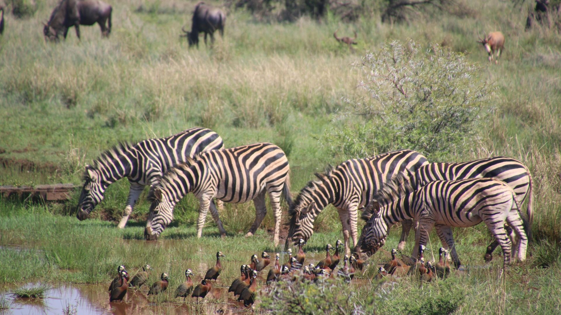 MIKUMI NATIONAL PARK