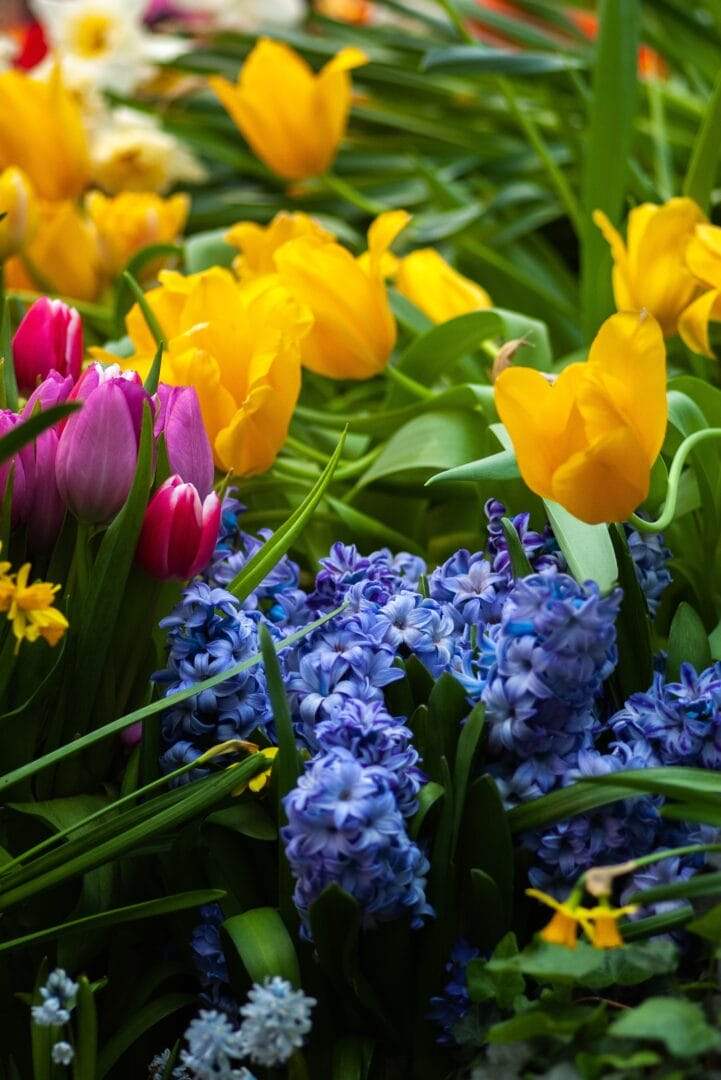 Top Hotels to Stay Near the Tulip Festival Amsterdam