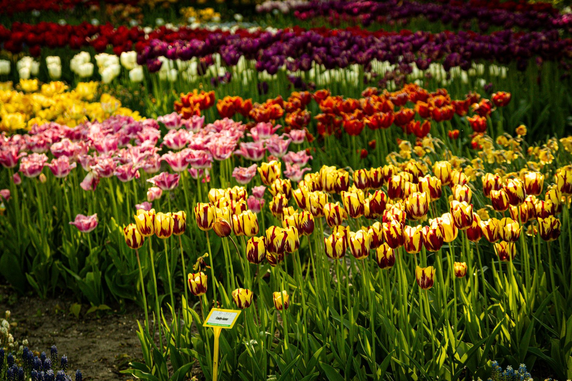 FAQ: Keukenhof Gardens - Keukenhof blog
