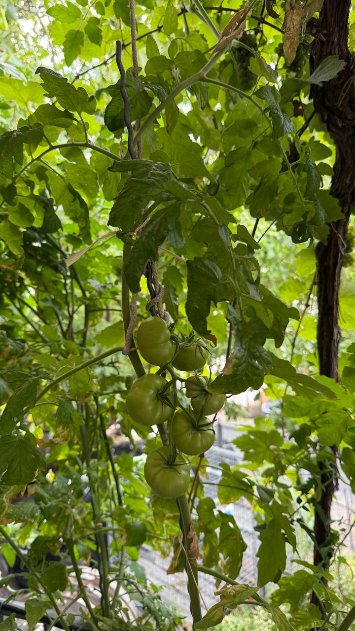 Outdoor seating in front of the apartment — vines and a tomato plant