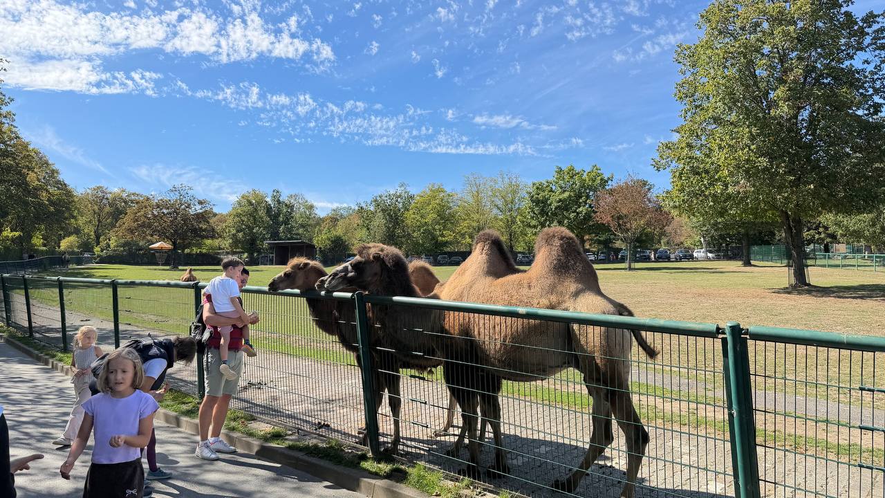 Bactrian camels resting at Opel Zoo