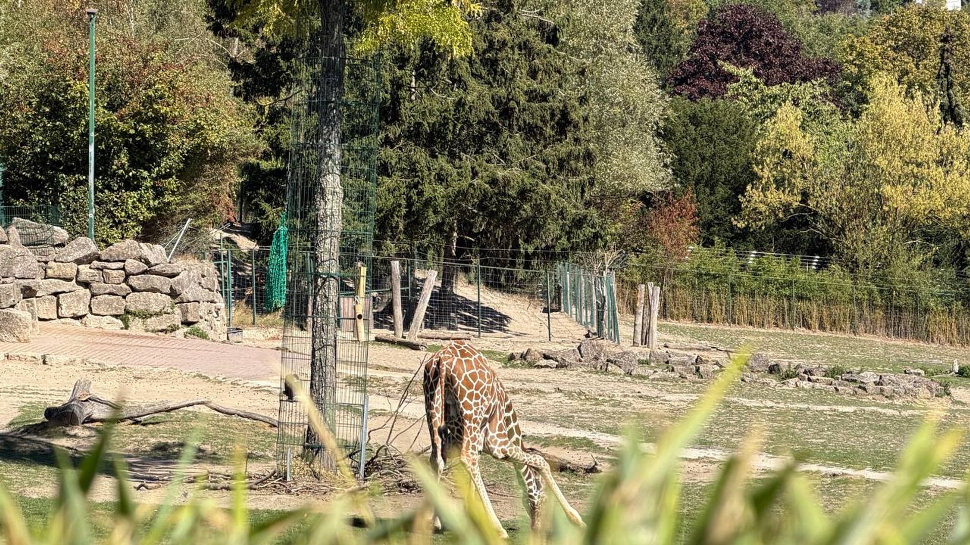 Opel Zoo Annual Pass (€75): Here's Why We Bought It