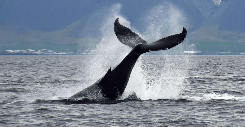 25 Top Things to do in Reykjavik Iceland - 17. Whales of Iceland
