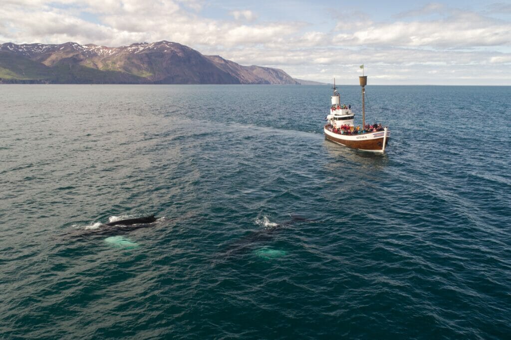 25 Top Things to do in Reykjavik Iceland - 24. Whale Watching as well as Puffin Cruises