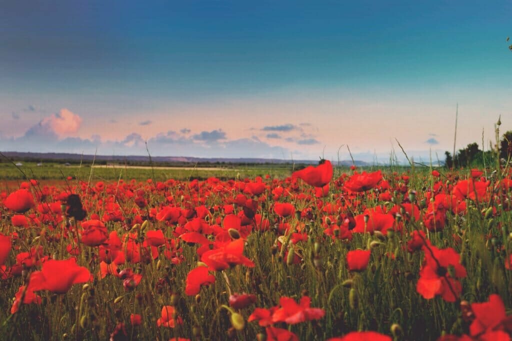 Sara Ruiz A Gxsqdkra8 Unsplash