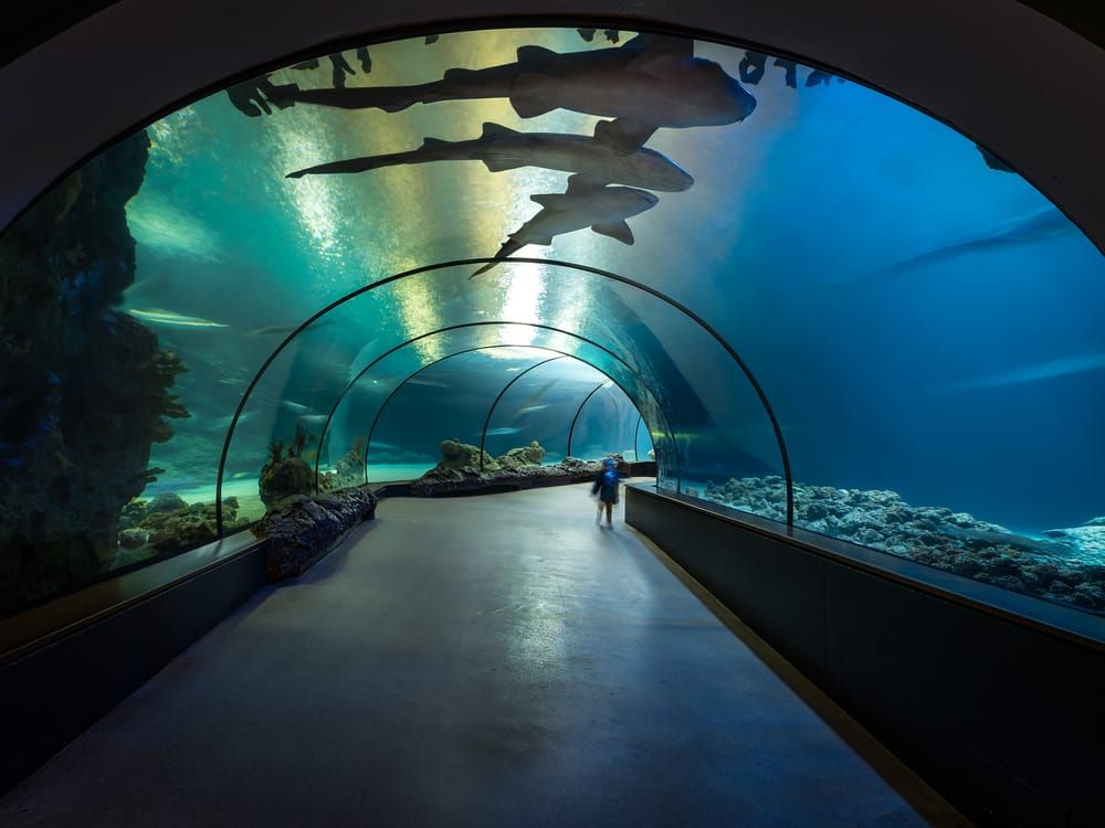 The Best Things to Do in Rotterdam Netherlands on Your Trip - Visit the World-Renowned Rotterdam Zoo