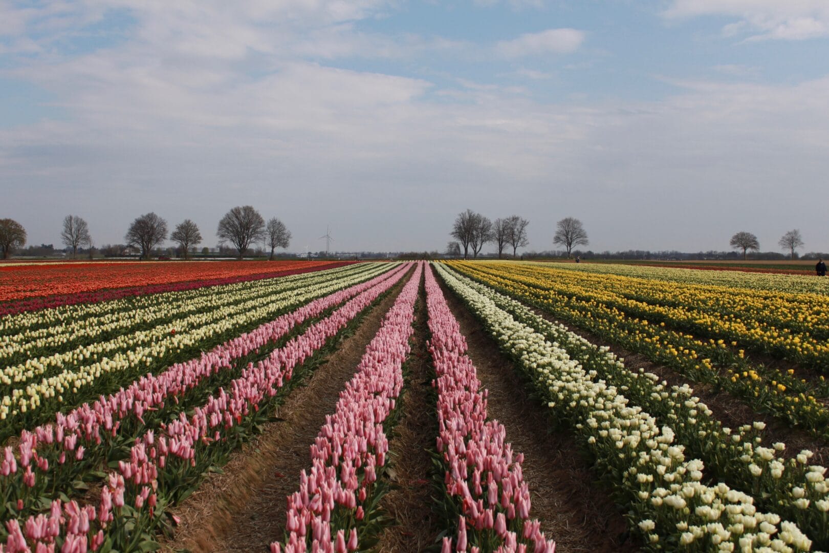 Best Time To Visit Tulip Festival Amsterdam 2