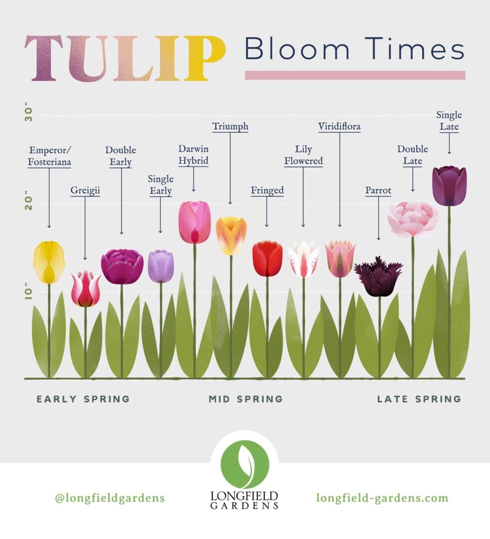 Best Time To Visit Tulip Festival Amsterdam 4