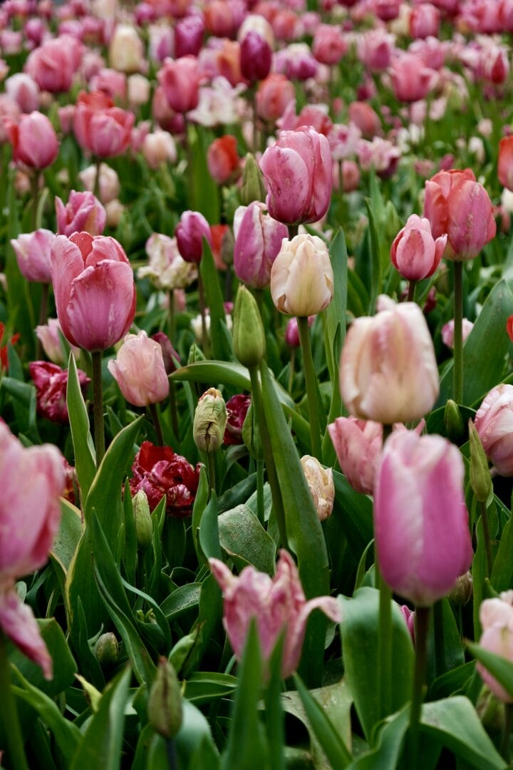 Must-See Attractions at the Tulip Festival Amsterdam
