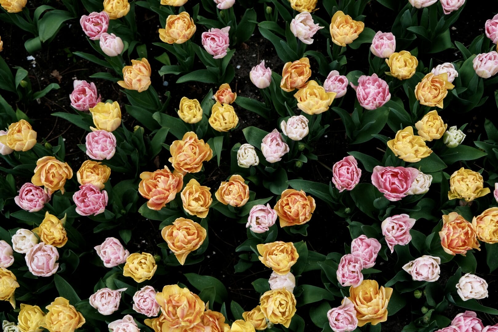 Top Hotels to Stay Near the Tulip Festival Amsterdam - Location of the Tulip Festival Amsterdam