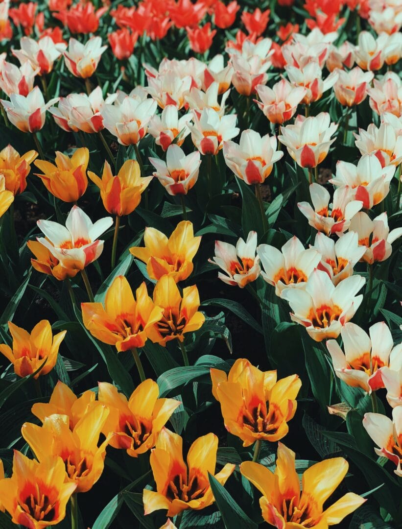 Must-See Attractions at the Tulip Festival Amsterdam - Tulip Fields