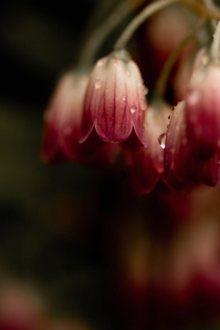 Photography Tips for the Tulip Festival Amsterdam - Best Time to Visit for Photography
